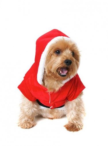 santa-paws-dog-christmas-outfit-urbanpup