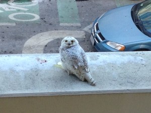 snowy owl in dc 2