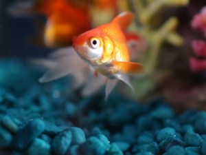 Goldie the Fish Bowl fish