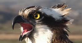 Osprey head
