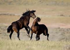 wild mustangs fighting