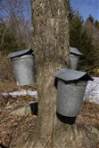 maple trees tapped
