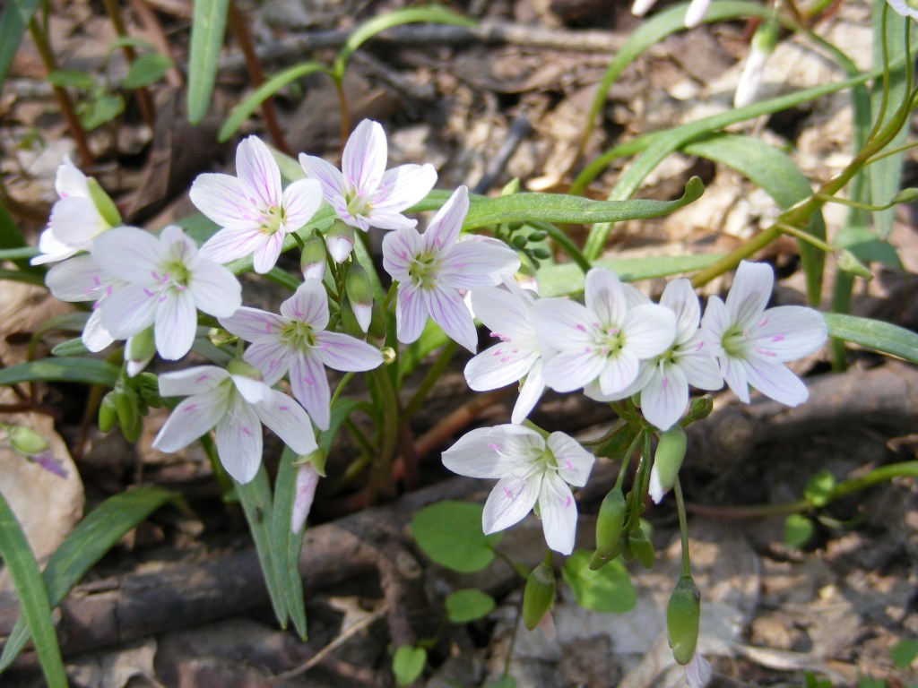 Spring Beauties