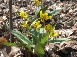 Trout Lily