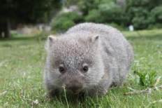 baby wombat