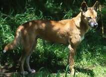dingo5