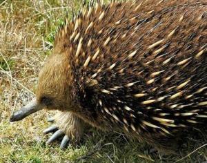 echidna2