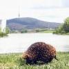 echidna5