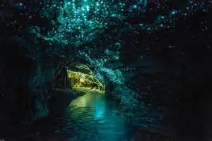 glowworm caves of newzealand