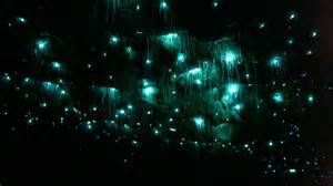glowworms