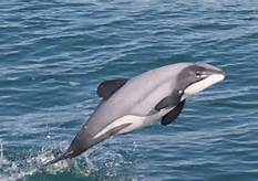 Hector's Dolphin
