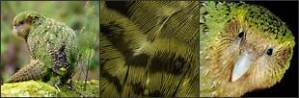 kakapo parrot