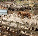 Kelpie walking across the backs of sheep