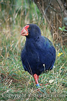 takahe