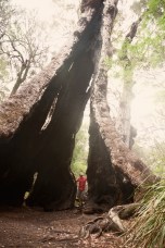 Valley of the Giants
