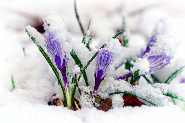 crocuses-in-snow